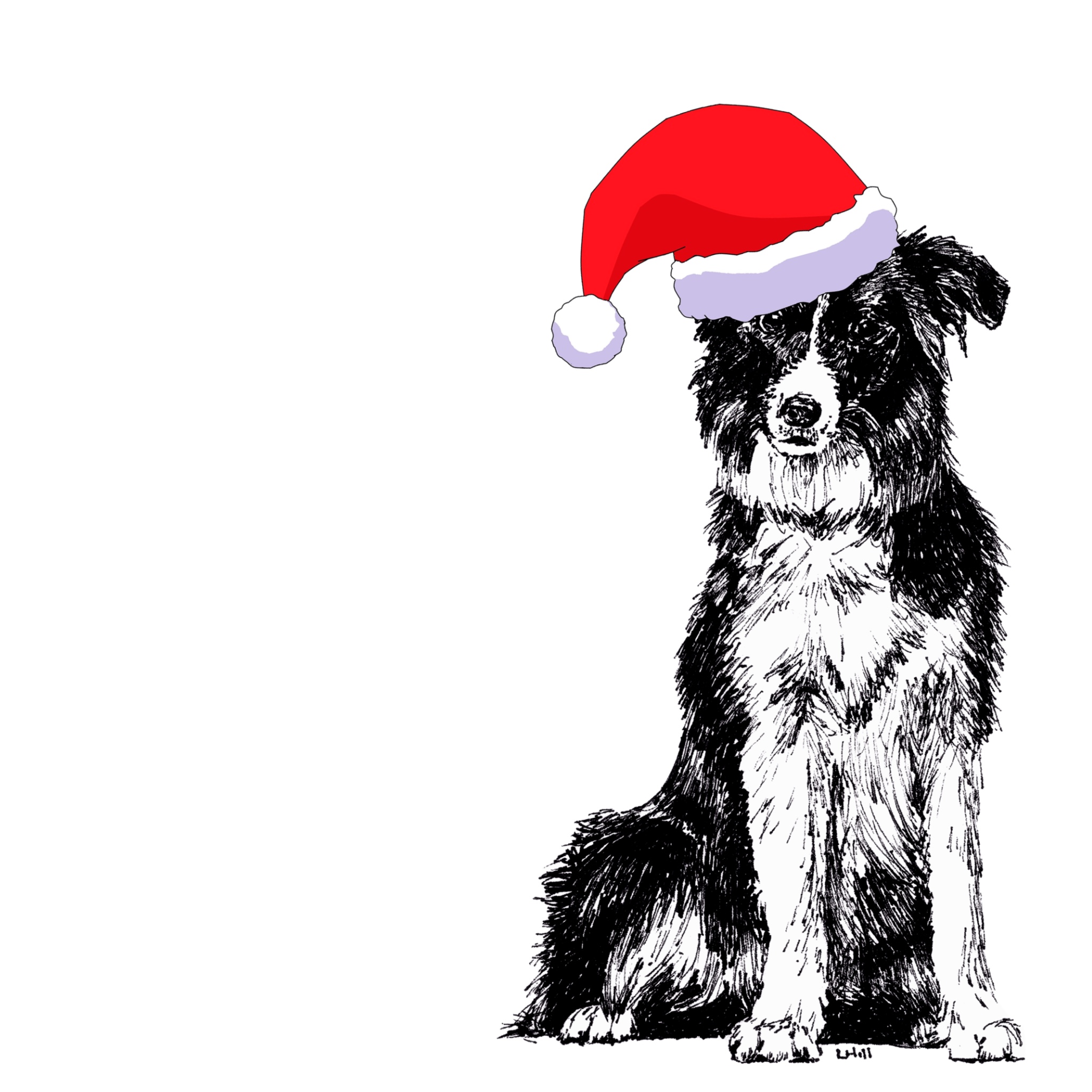 Border Collie with Santa hat Christmas card by Louisa Hill