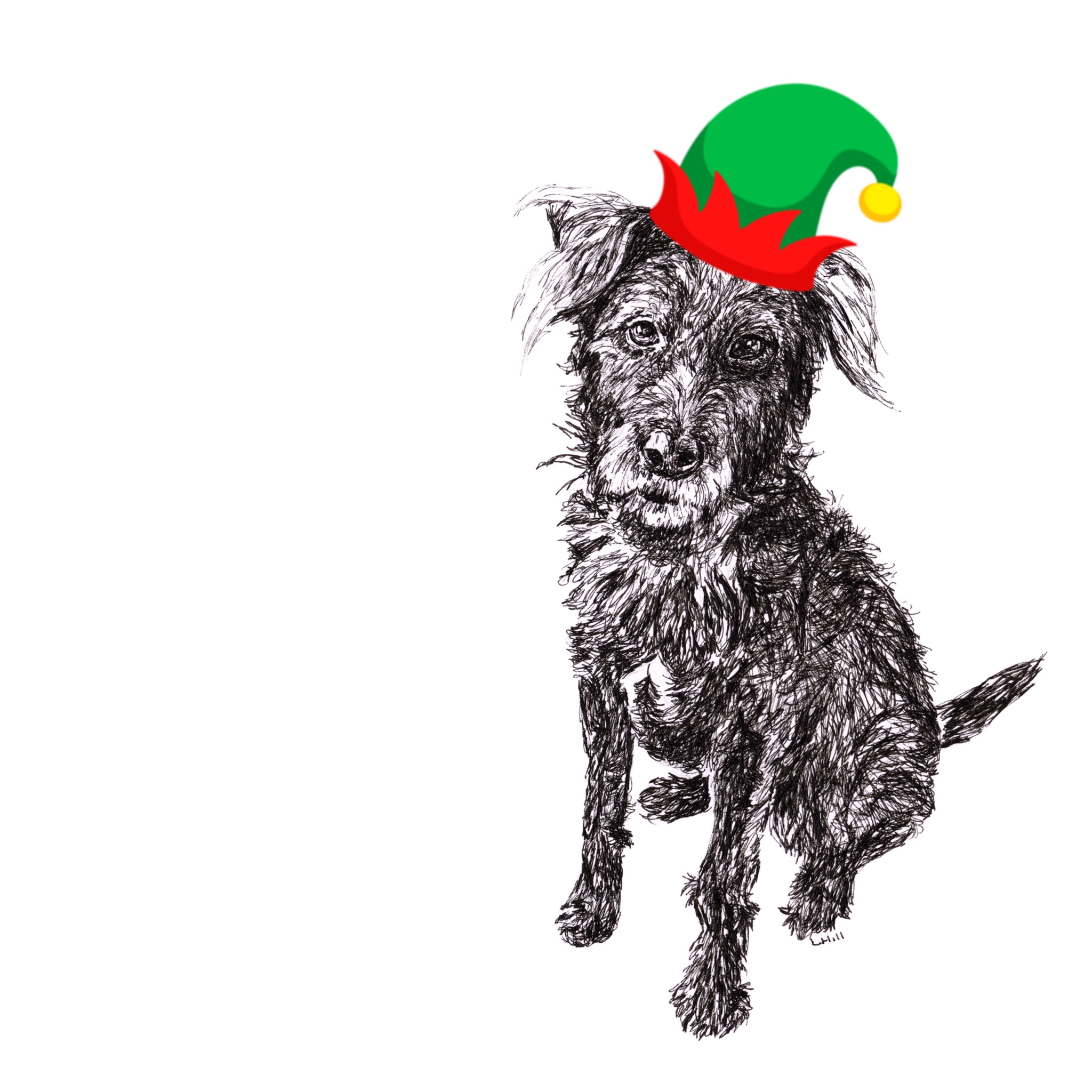 Patterdale Terrier with Santa hat Christmas card by Louisa Hill