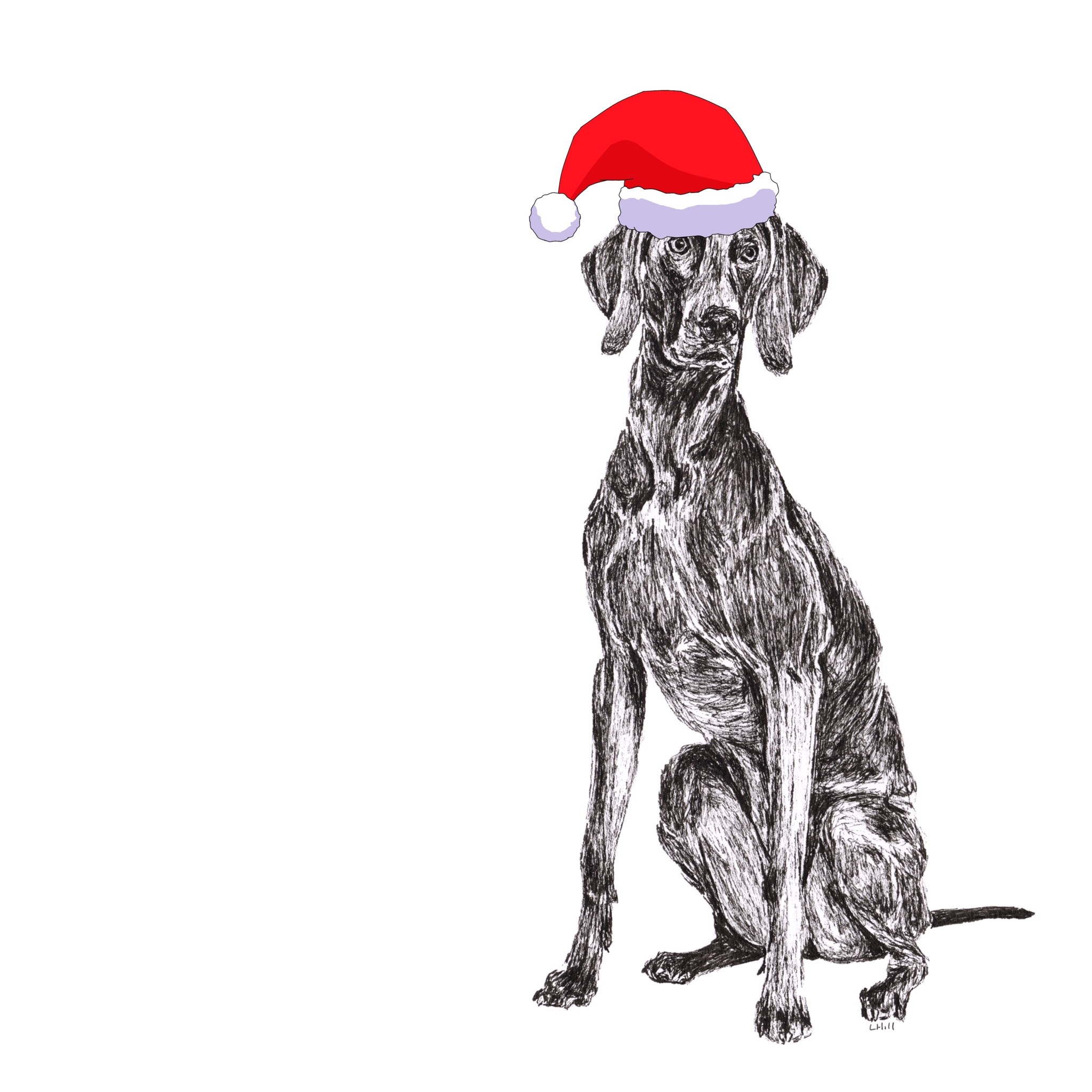 Weimaraner with Santa hat Christmas card by Louisa Hill