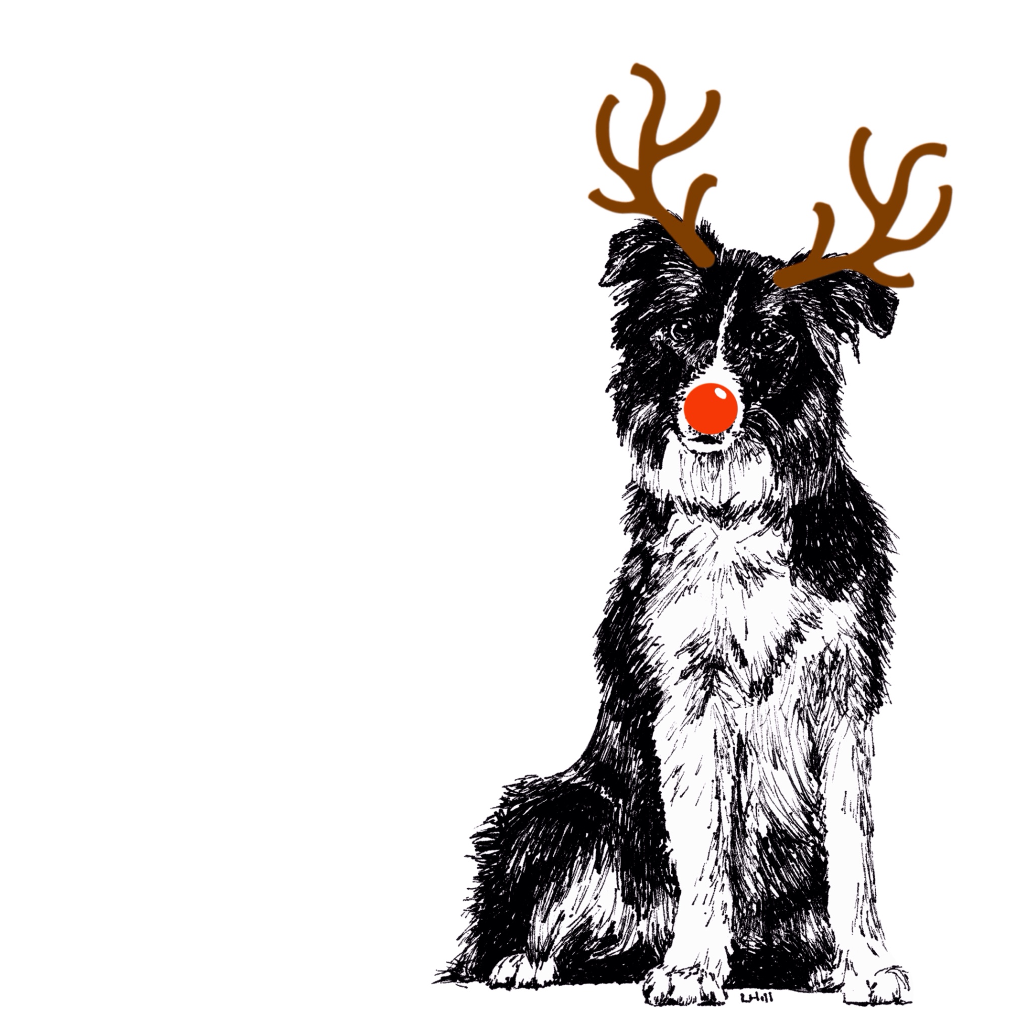 Border Collie with reindeer antlers and red nose Christmas card by Louisa Hill