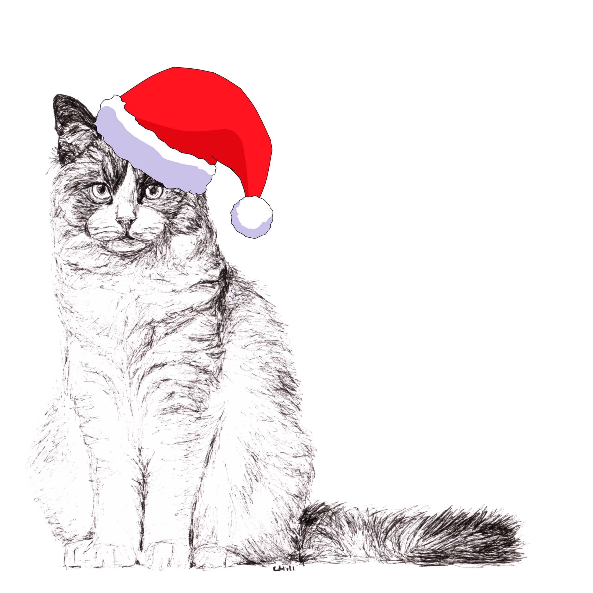 Ragdoll with santa hat Christmas card by Louisa Hill