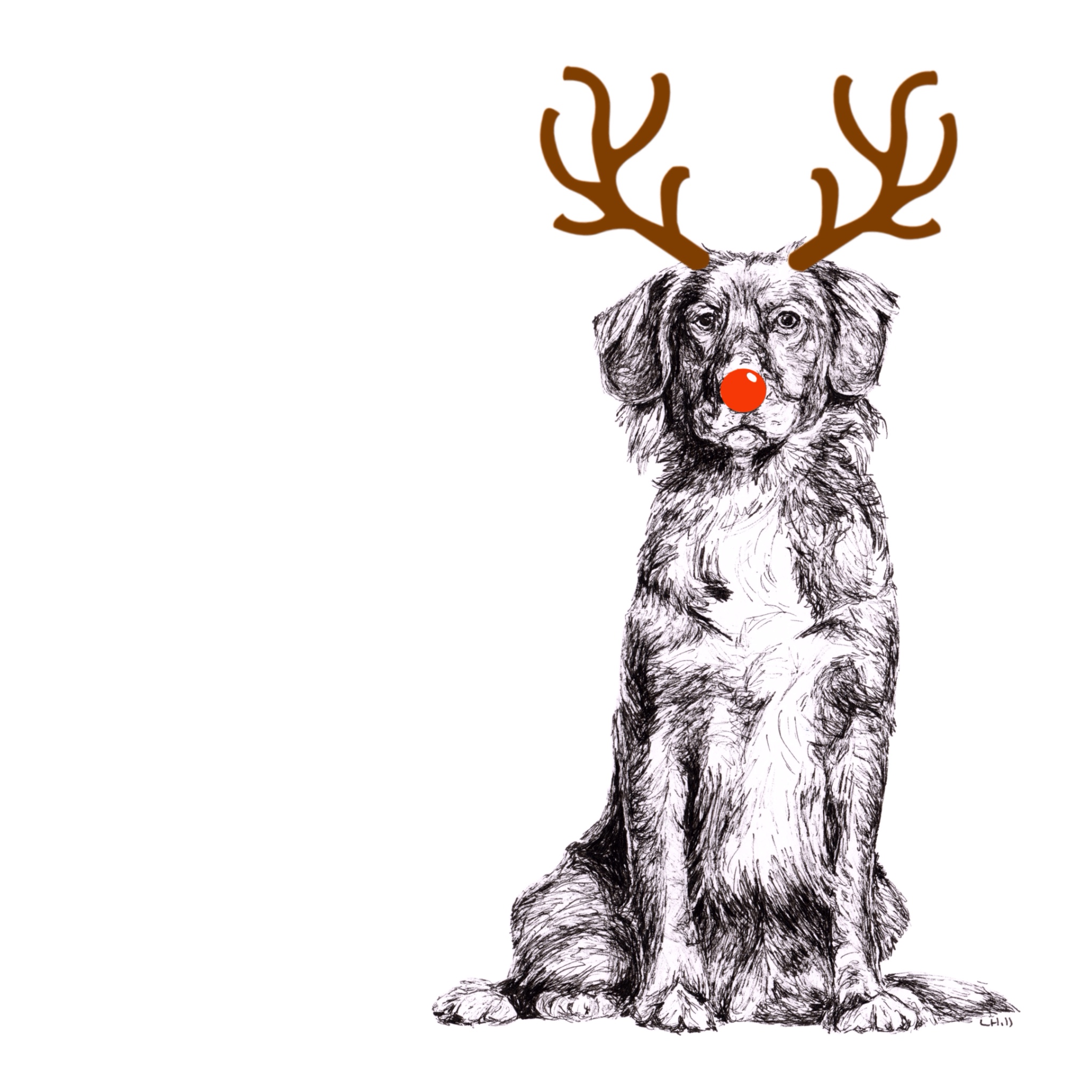 Nova Scotia Duck Tolling Retriever with reindeer antlers and red nose Christmas card by Louisa Hill