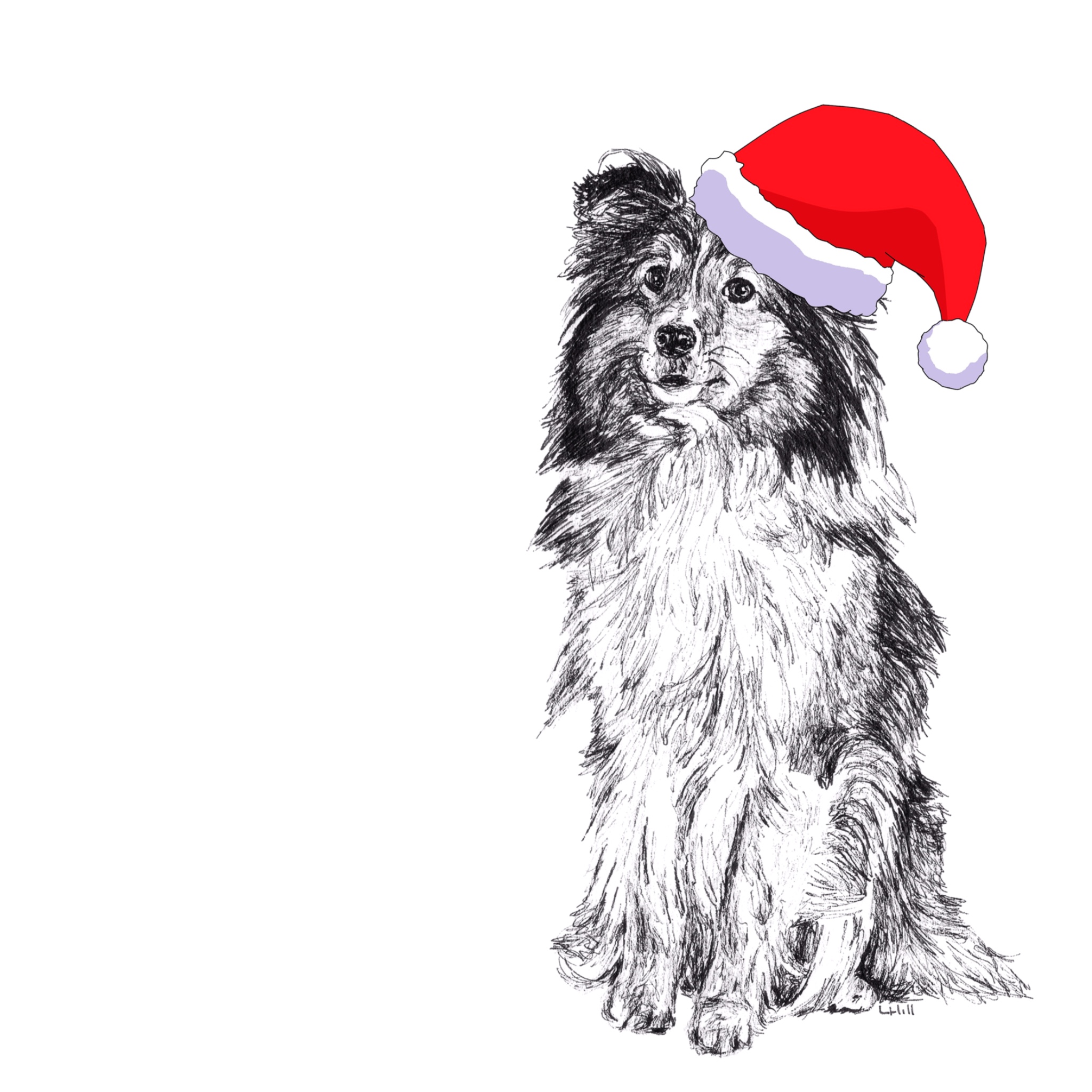 Shetland Sheepdog with Santa hat Christmas card by Louisa Hill