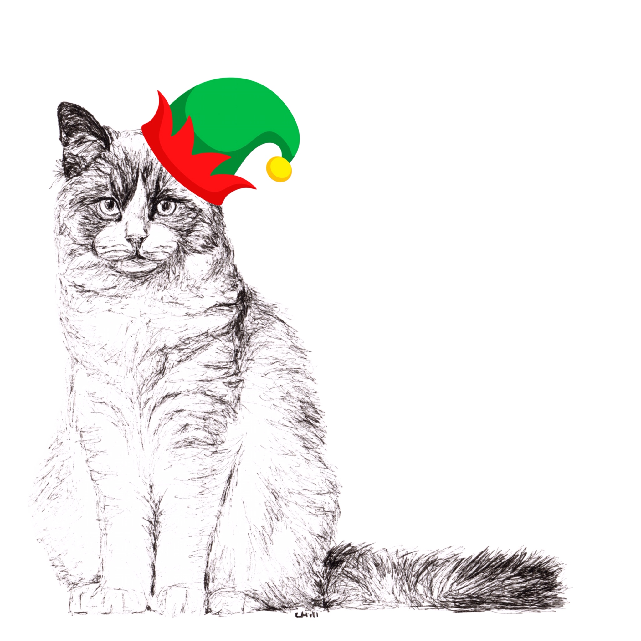 Ragdoll with santa hat Christmas card by Louisa Hill