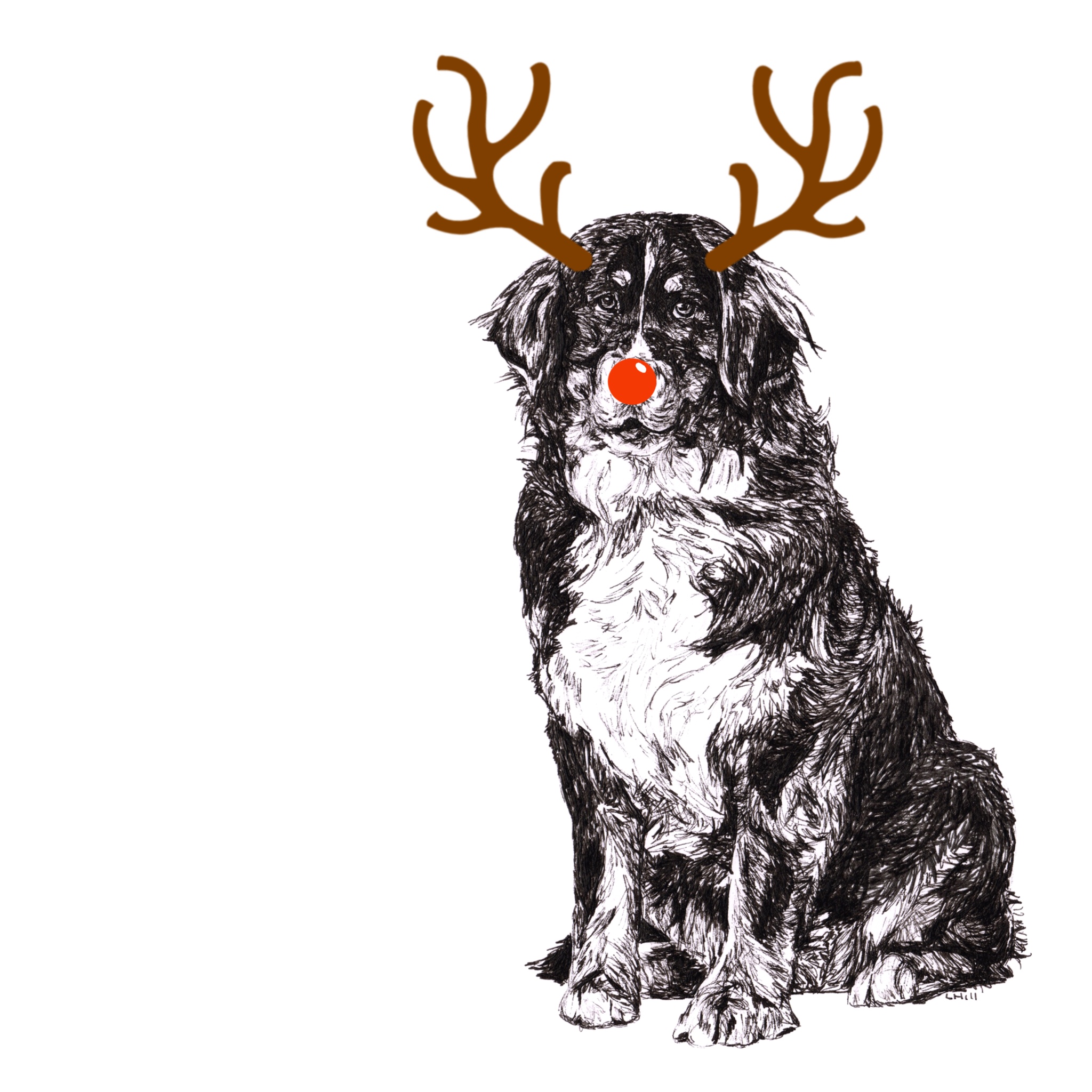 Bernese Mountain with reindeer antlers and red nose Christmas card by Louisa Hill