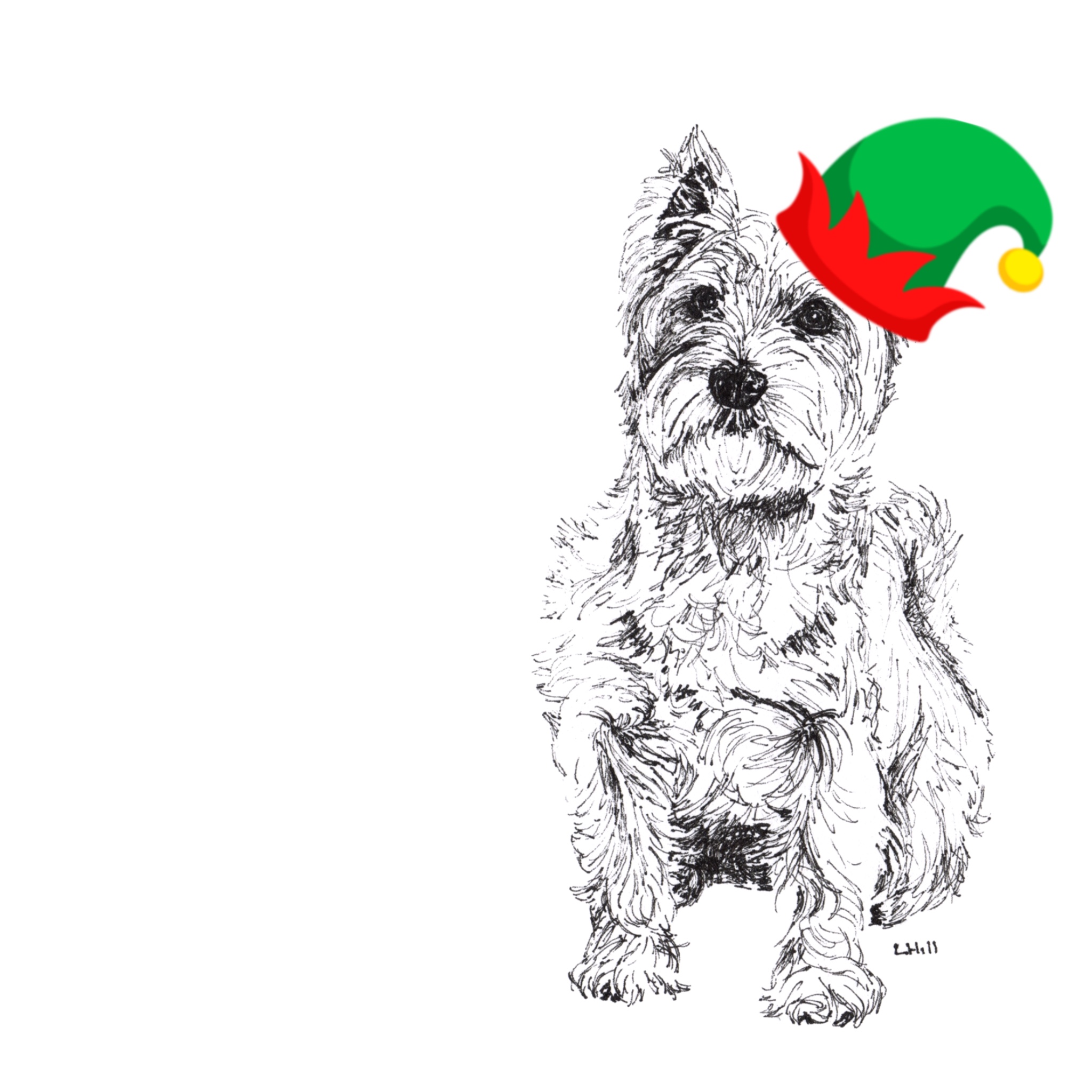 West Highland Terrier with reindeer antlers and red nose Christmas card by Louisa Hill