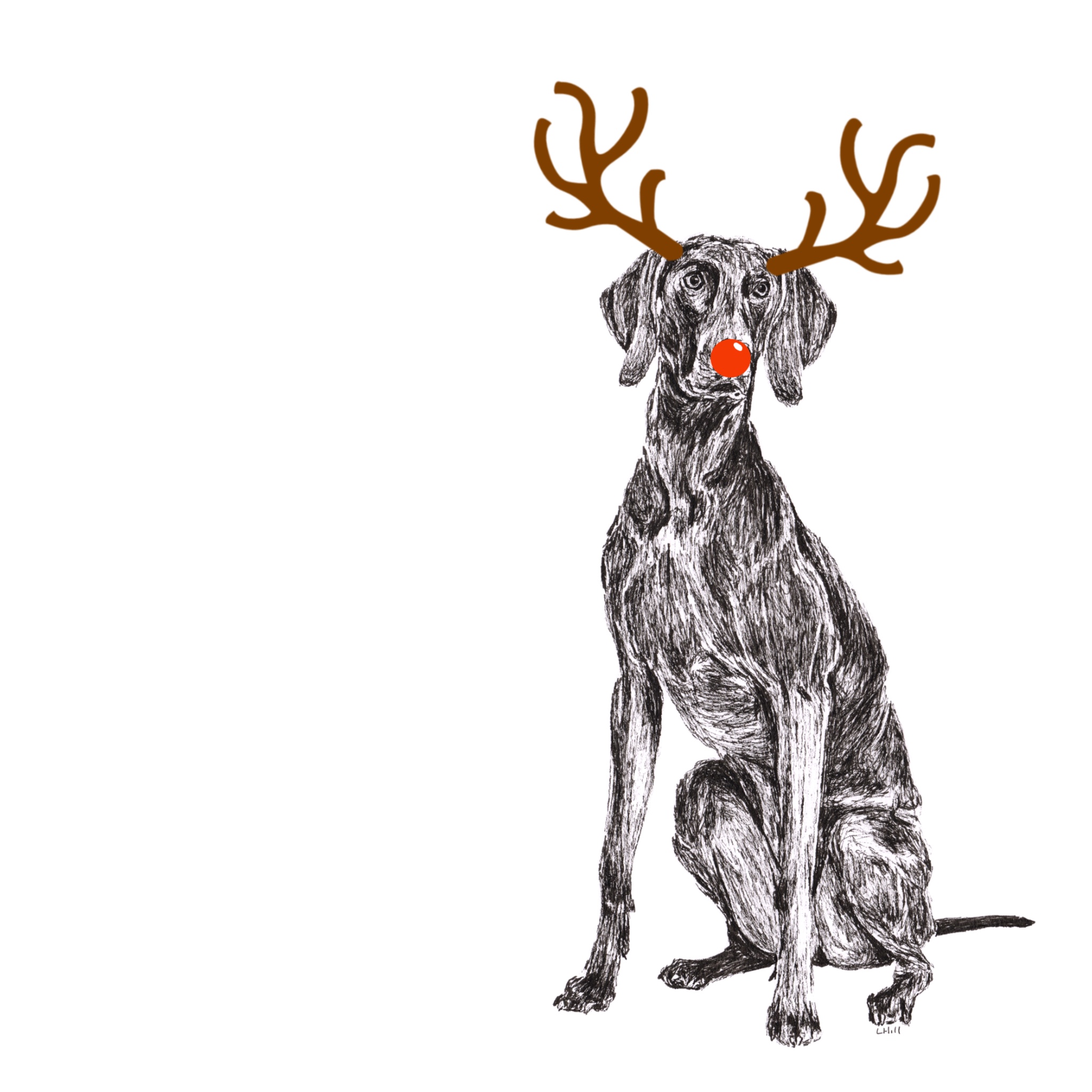 Weimaraner with reindeer antlers and red nose Christmas card by Louisa Hill